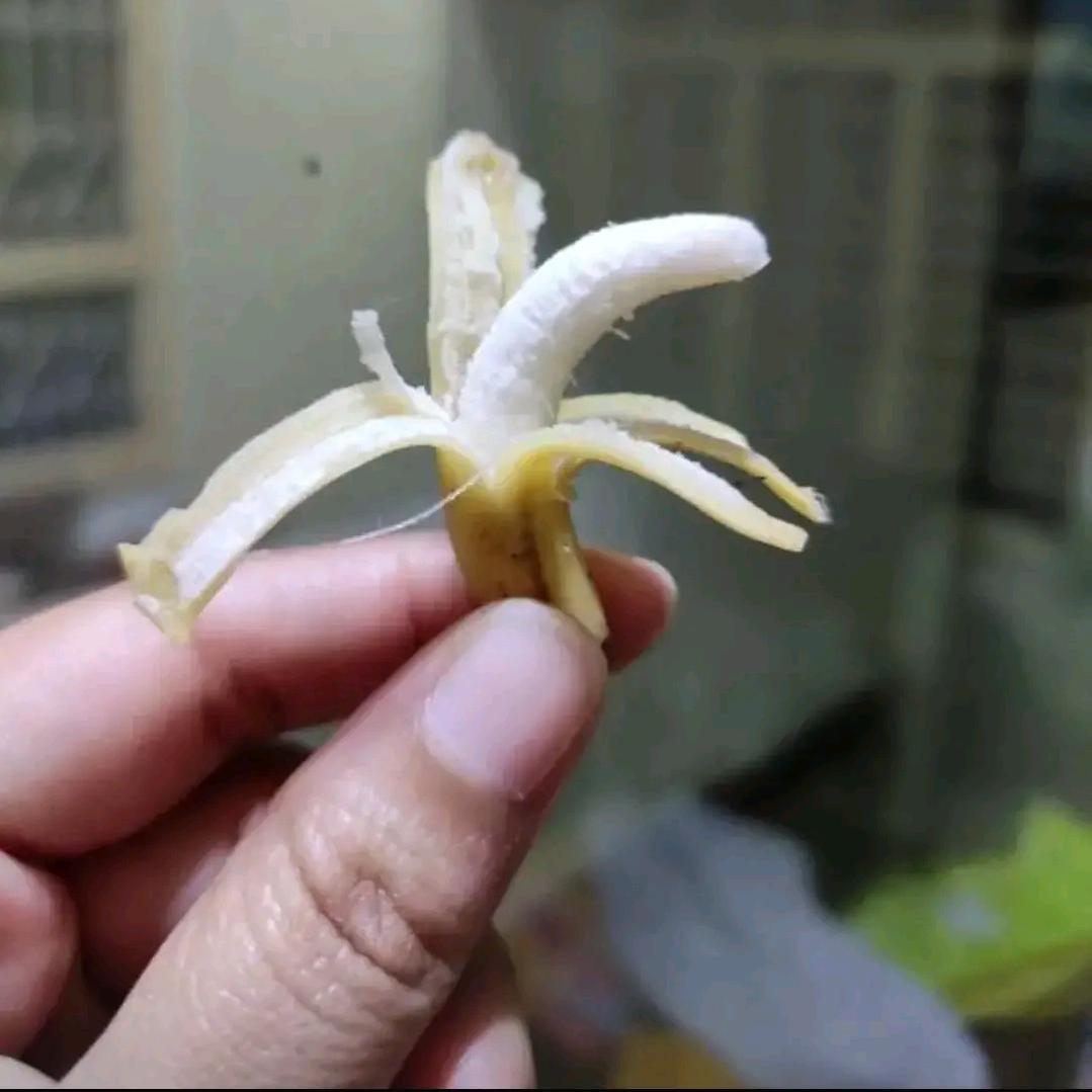 亲爱的霸霸