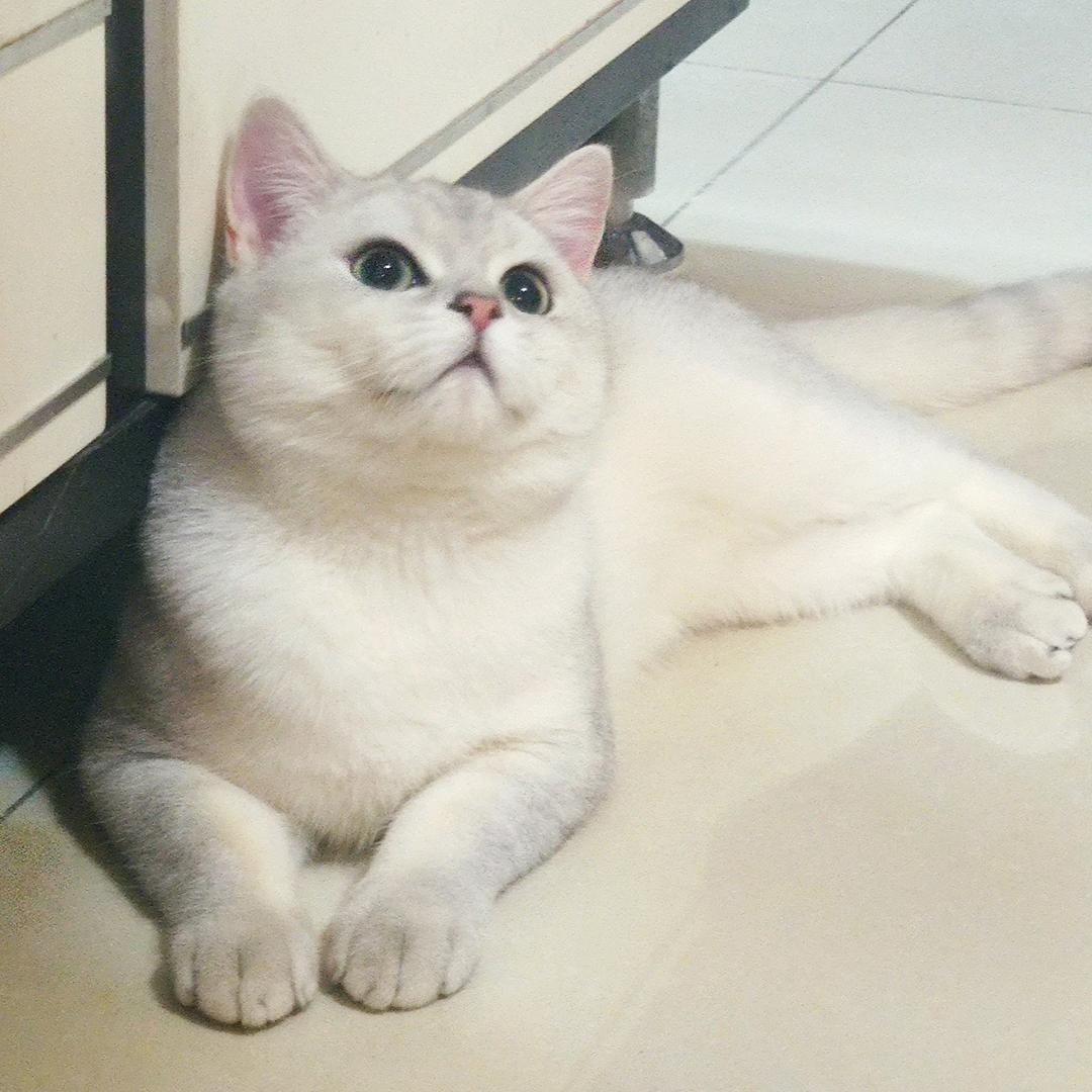 猫着
