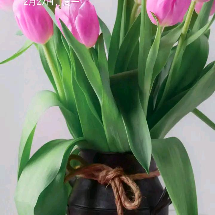 阿连