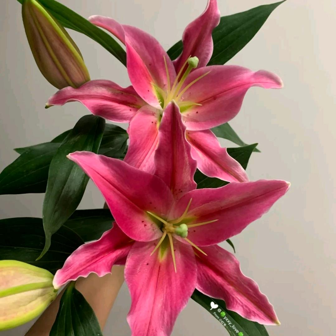 遇见花盒(小号)