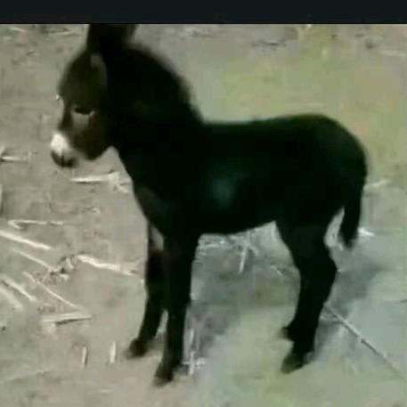 一头小毛驴