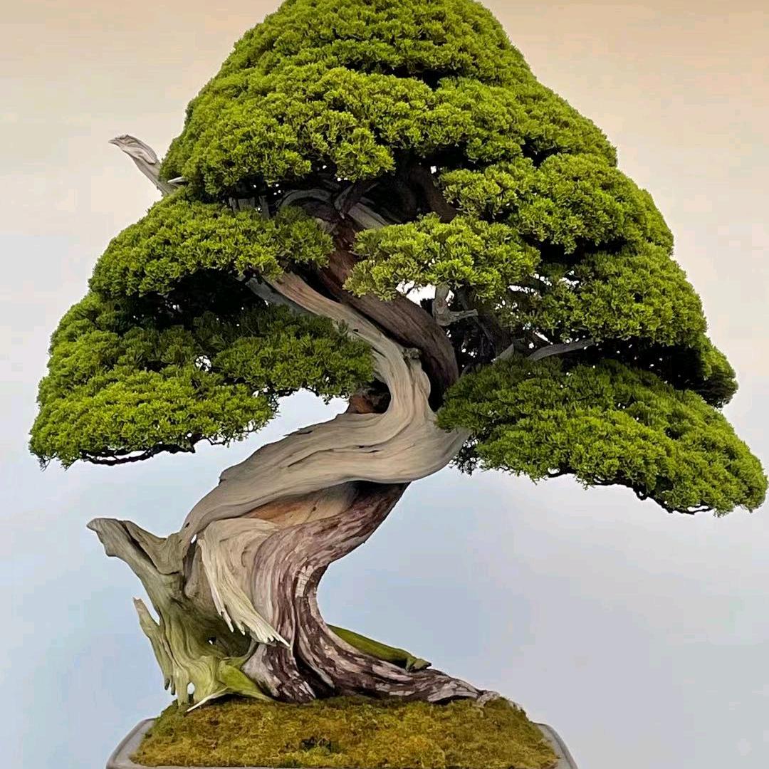 小巧花卉