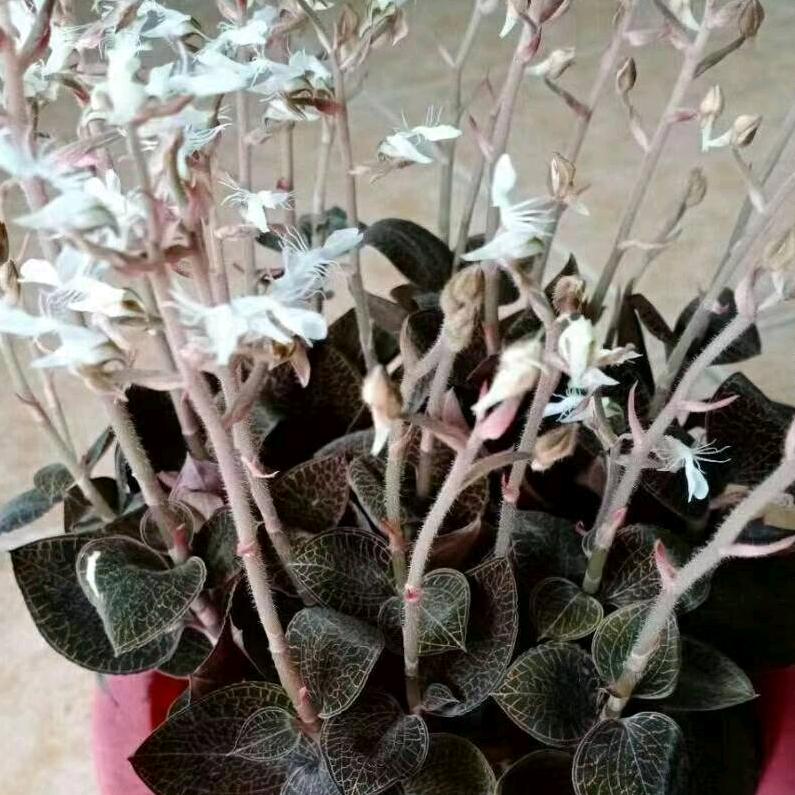 刘红丽金线莲