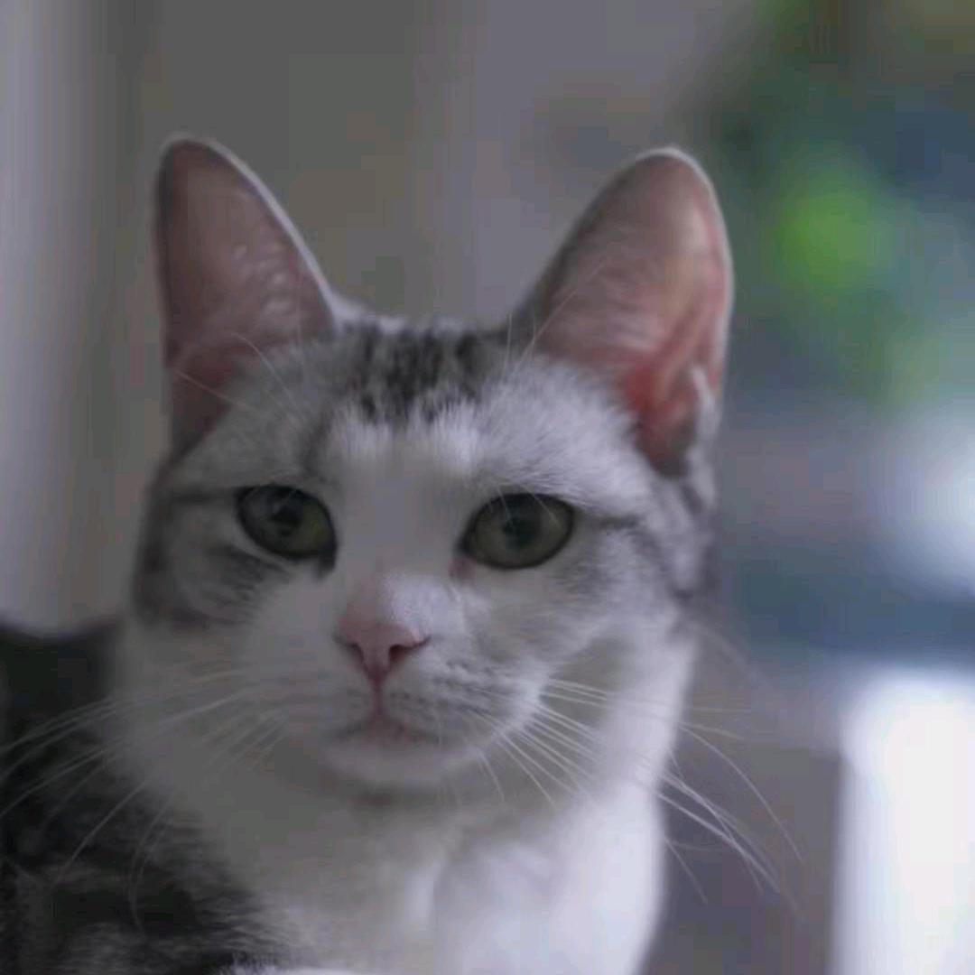 糊涂猫