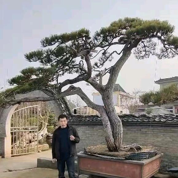 老吕说树
