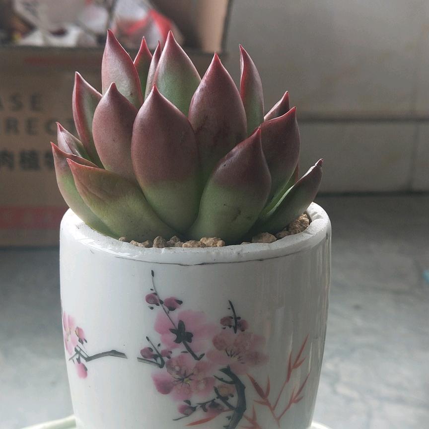 快乐燕燕