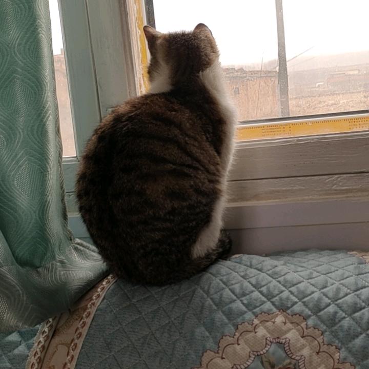 家里有俩猫