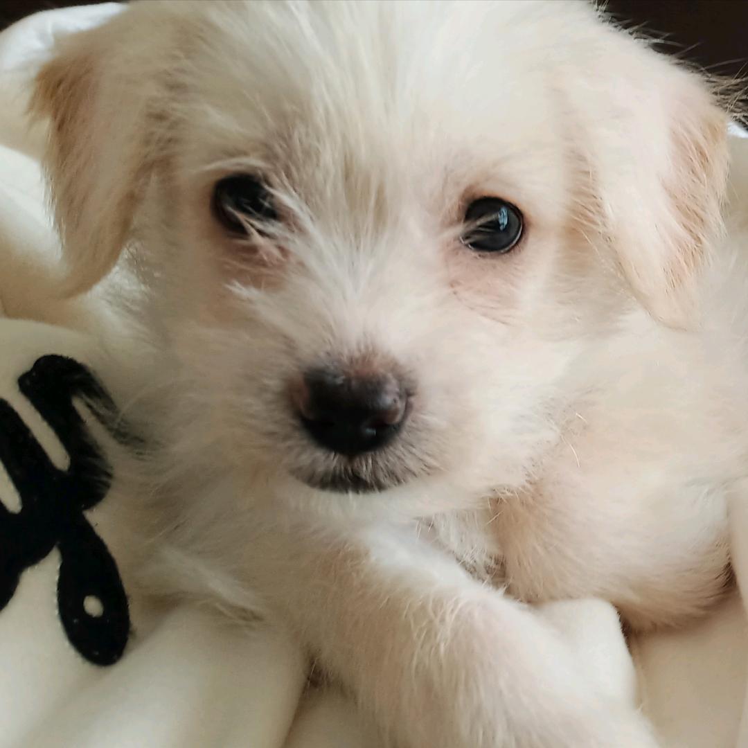 幸运小白兔