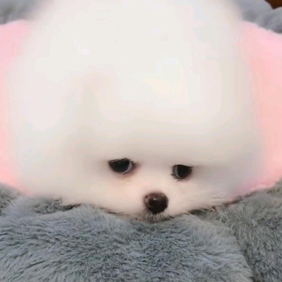 玥鹤秋萌宠
