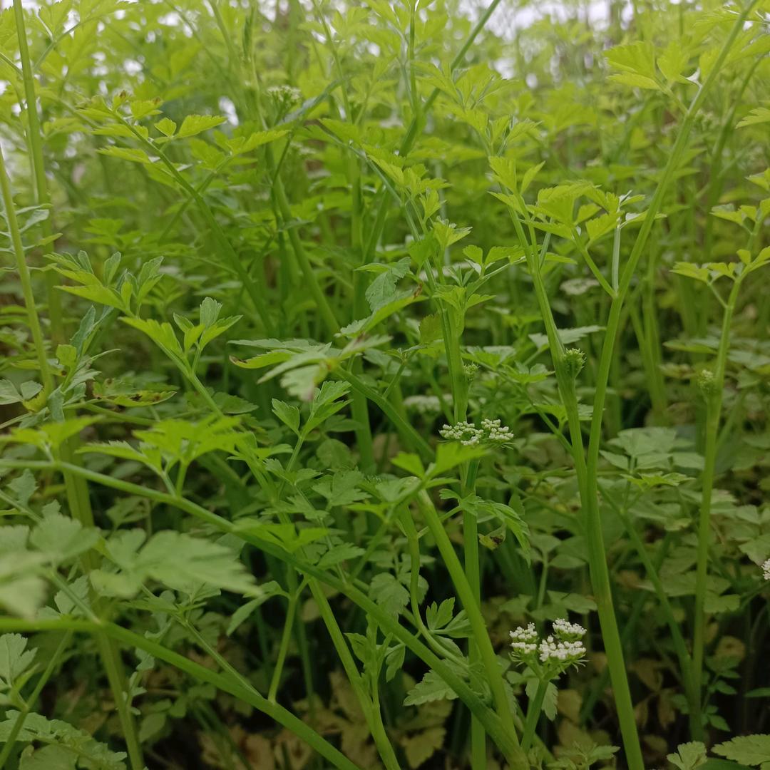 ☘️简简单单☘️