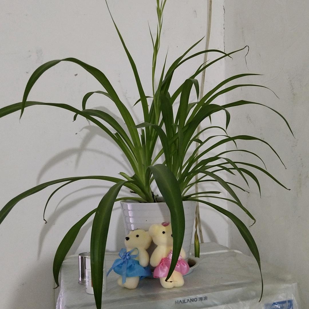 逍遥客