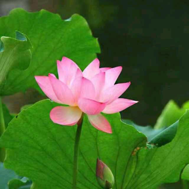 圣修
