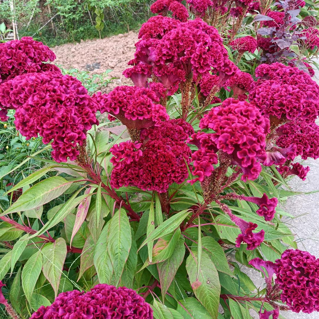 刘姐糯米凉虾🌹🌹💓💓🌺🌺