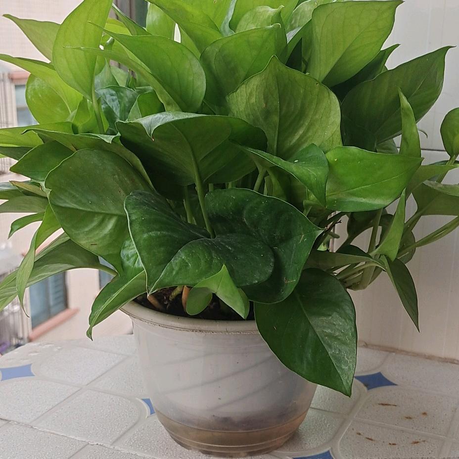 এ᭄何₅₂₀文ོꦿృ༊