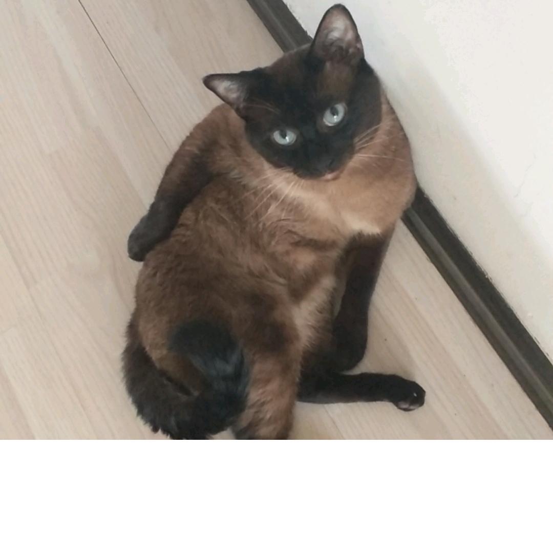 二十年红警新手