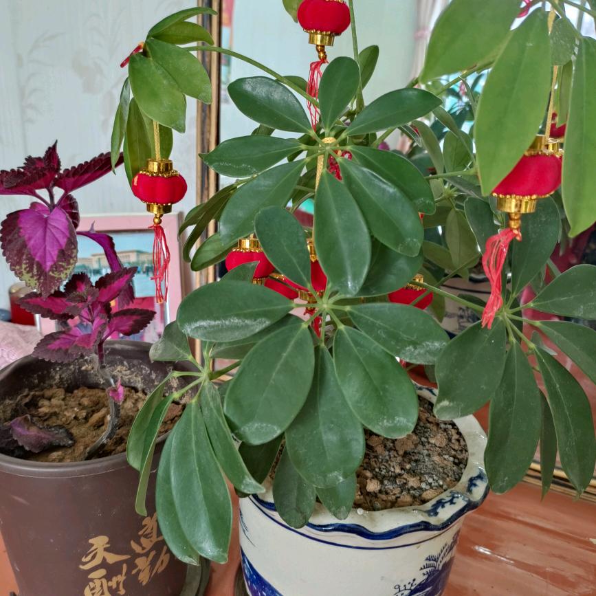 锦绣