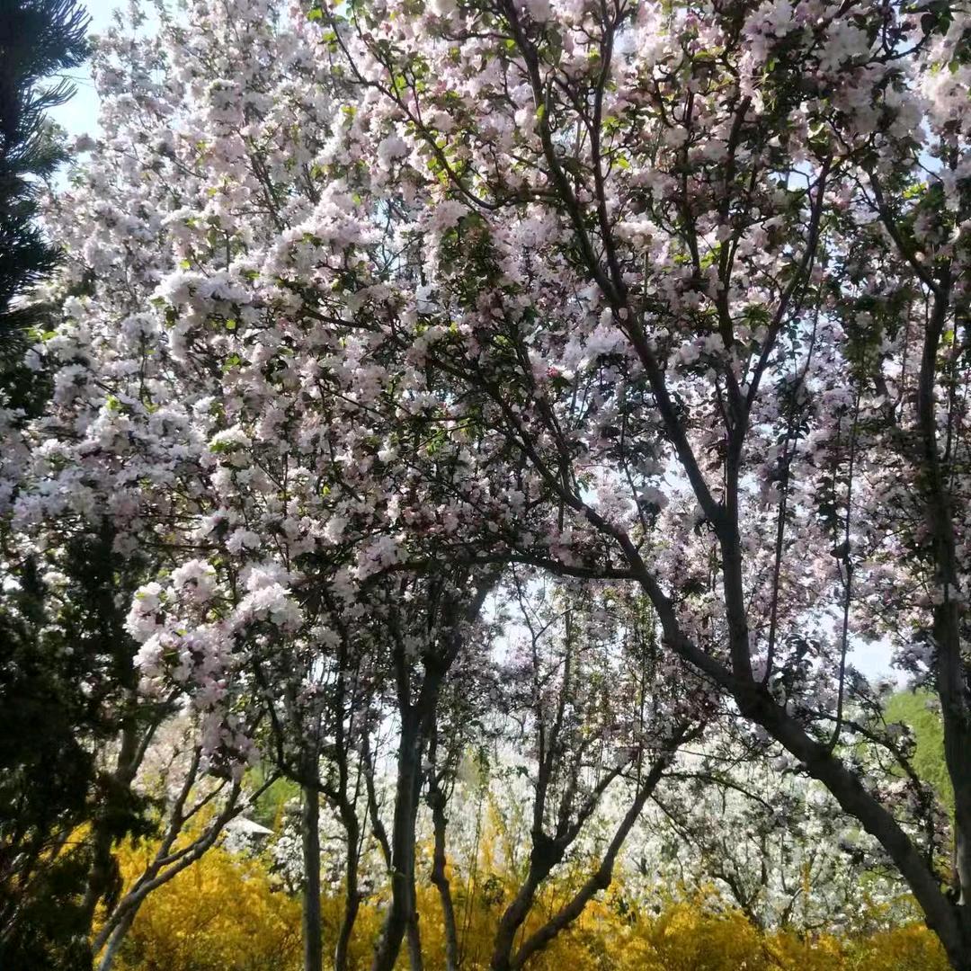 小杰