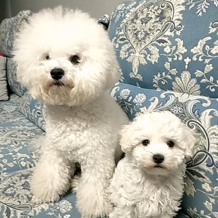 胜美拌面丸子汤牛骨头（拒绝私聊）