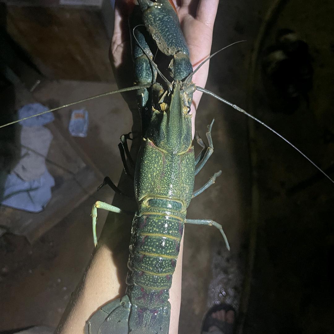 户外捕虾神
