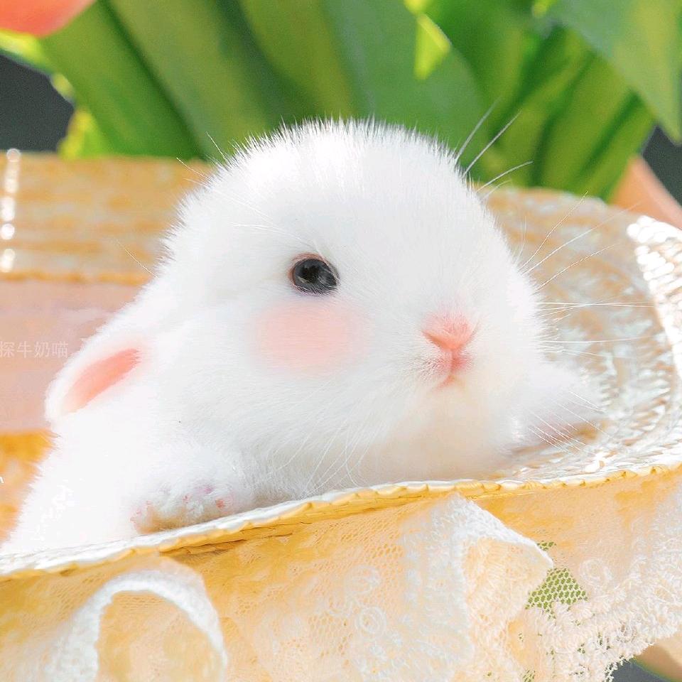 咕噜咕噜西歪歪