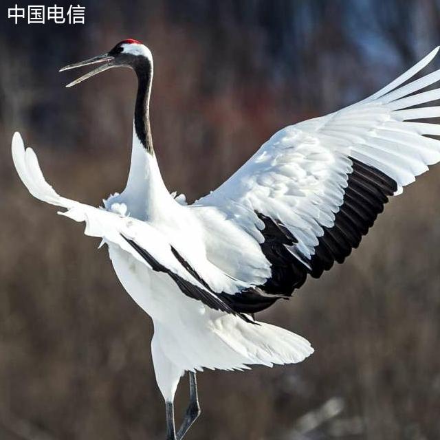 诚信