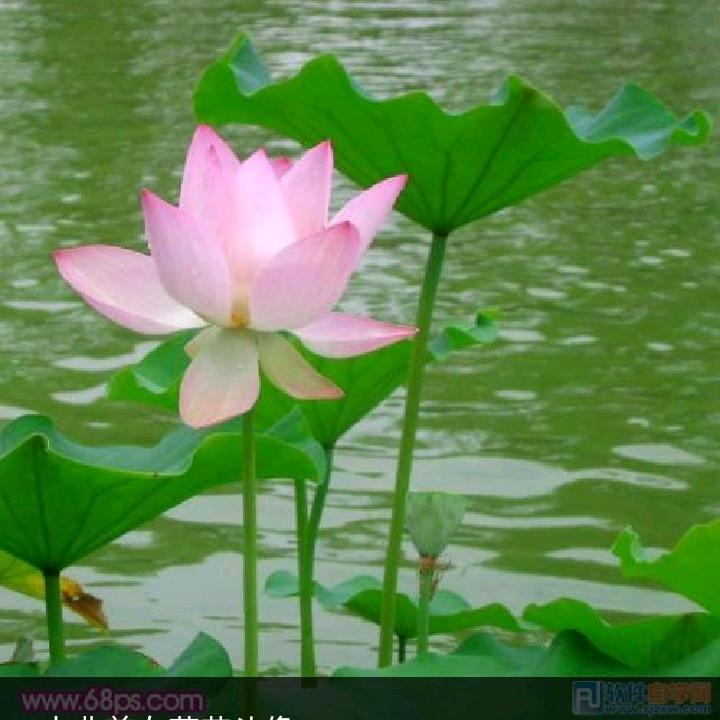小玉
