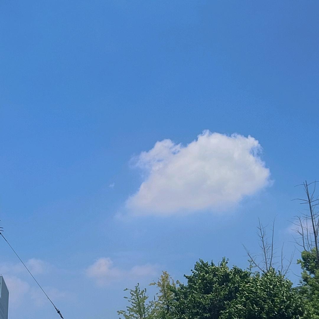 小布丁🌱。