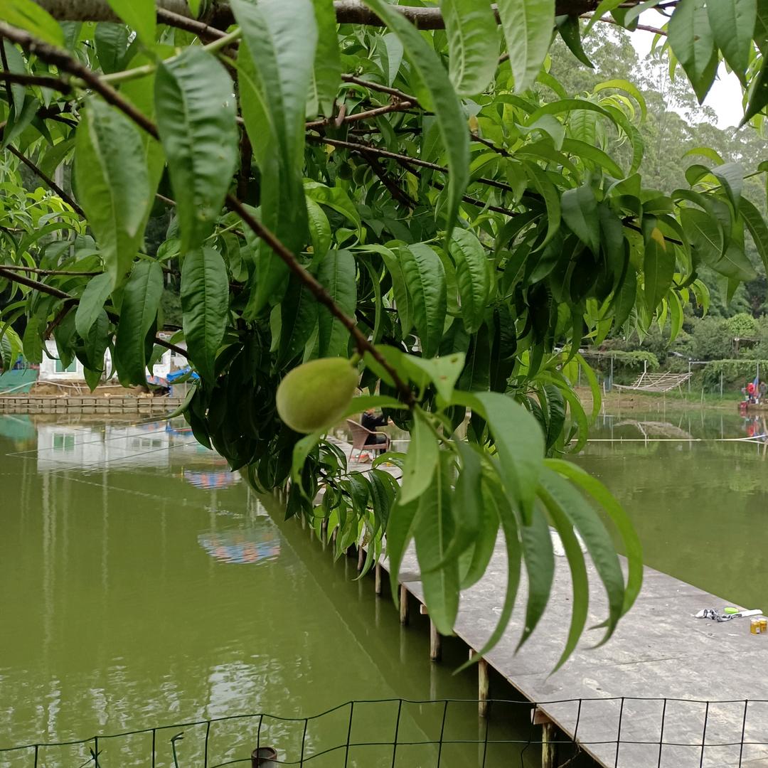 雨