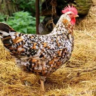 蓝塘三黄鸡销售