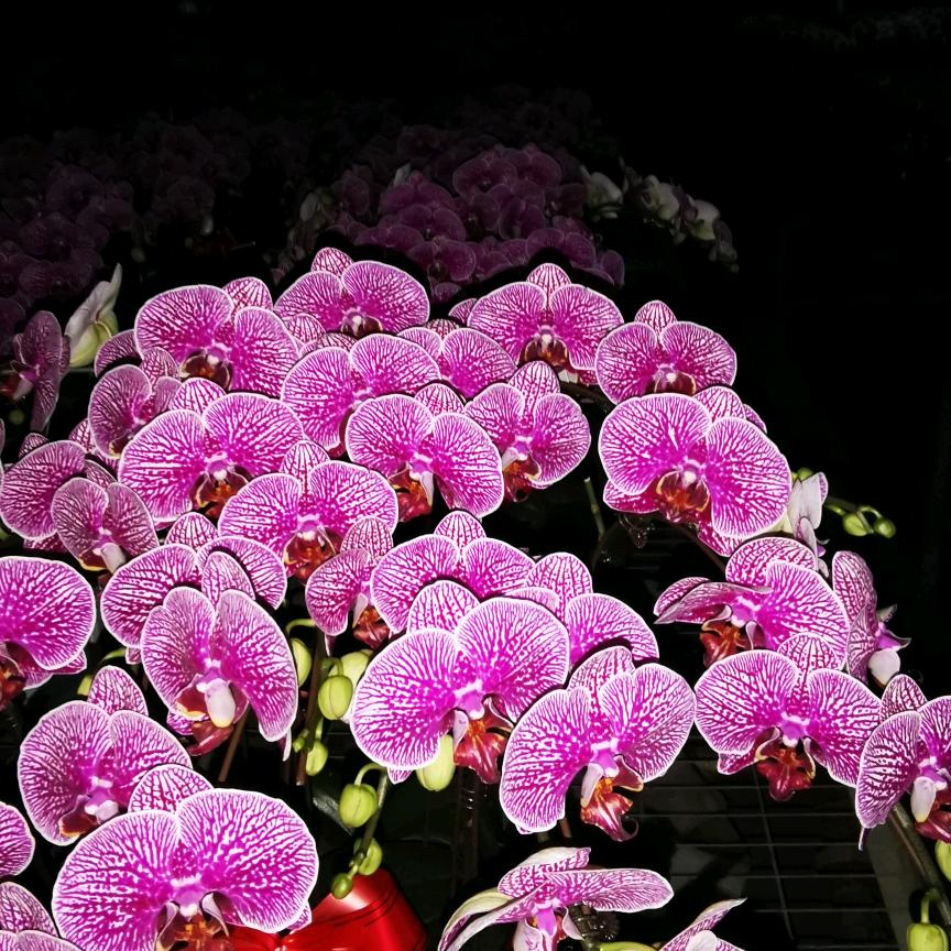 宿迁市九花农业科技—马江