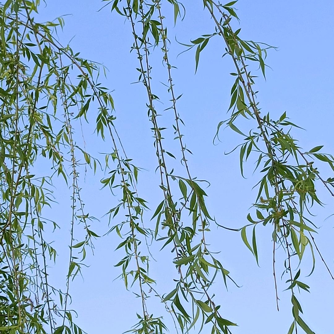 道骨仙风