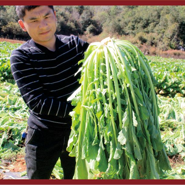 酸菜书记—杨永平