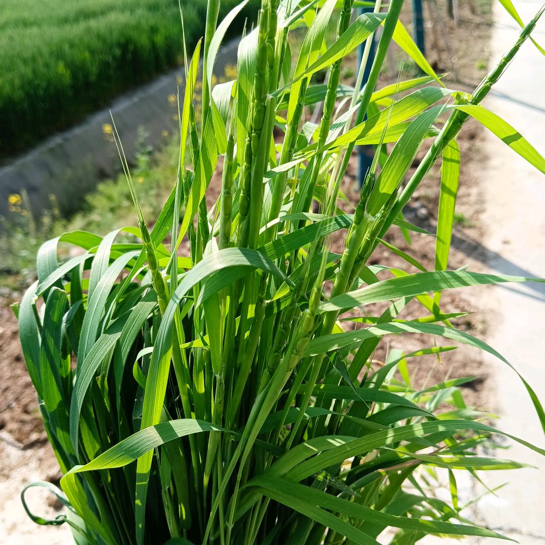 🍀林哥🍀