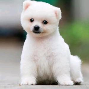 两个棉袄（一个貂）