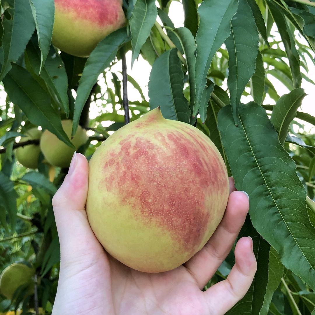 凤鸣鹰嘴桃-津市市药山镇