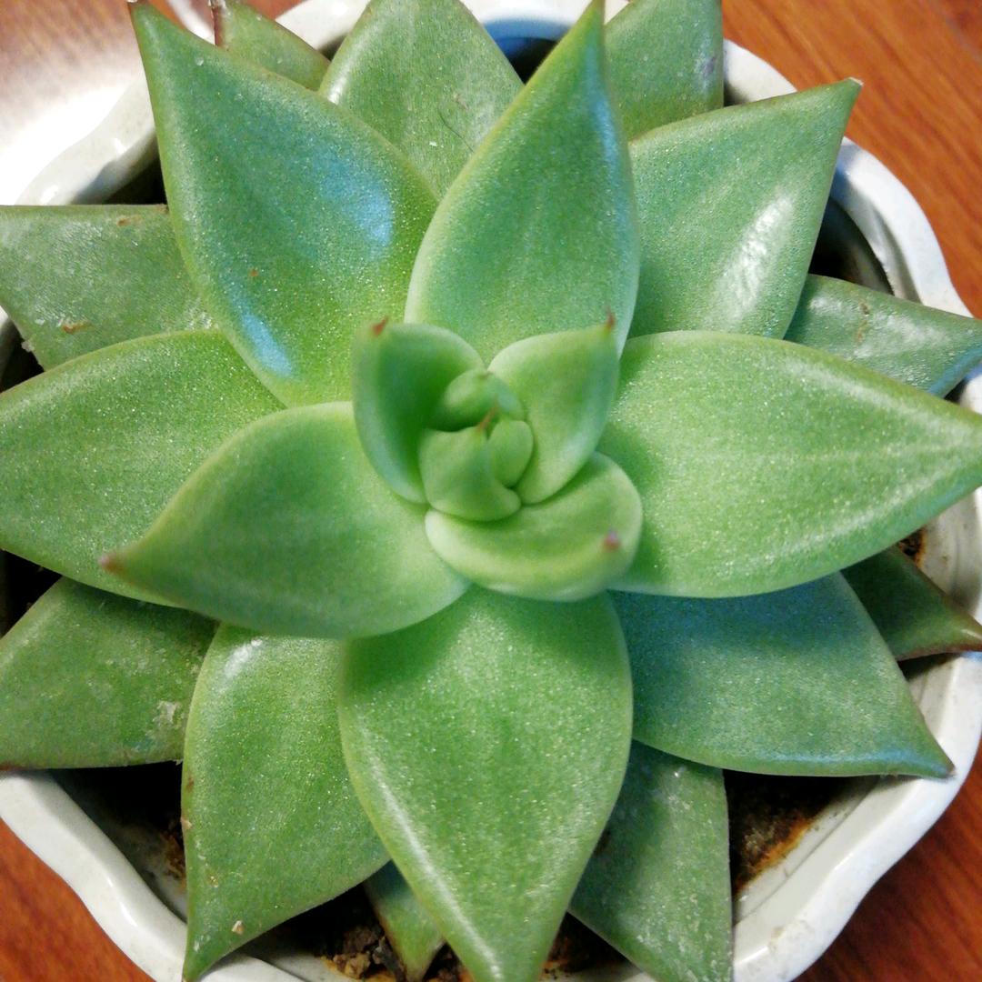 风中天兰🌸
