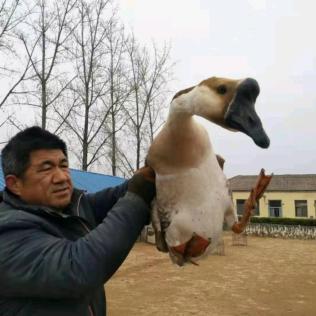 山东百子鹅