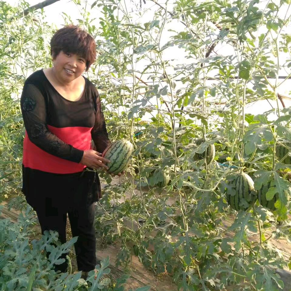 王俊西瓜蔬菜采摘1352299783