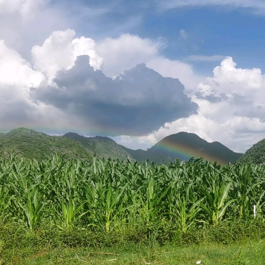 雅禾种业（封）