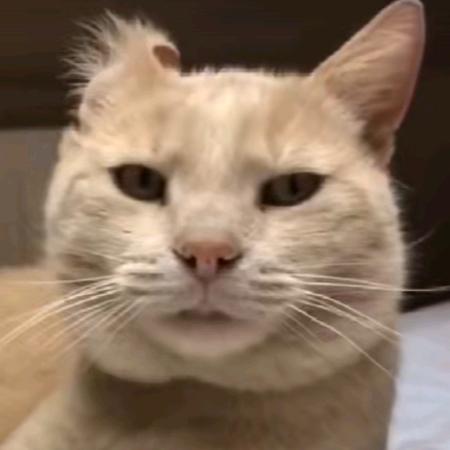 咕咕