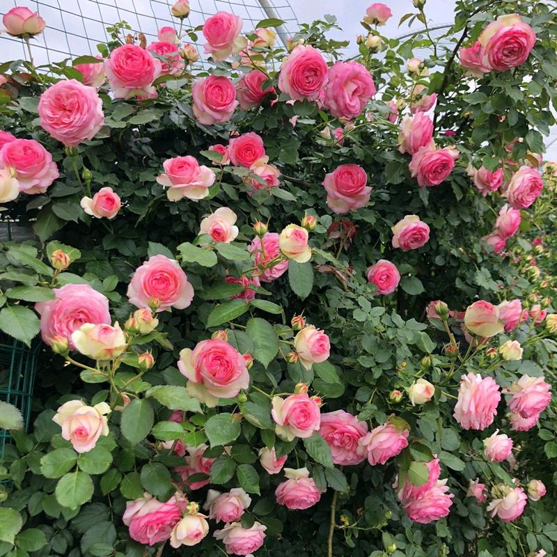 老张月季花卉基地