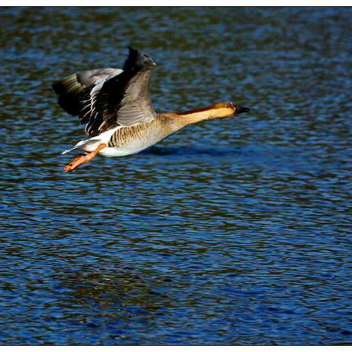 孤雁是天空的寂寞