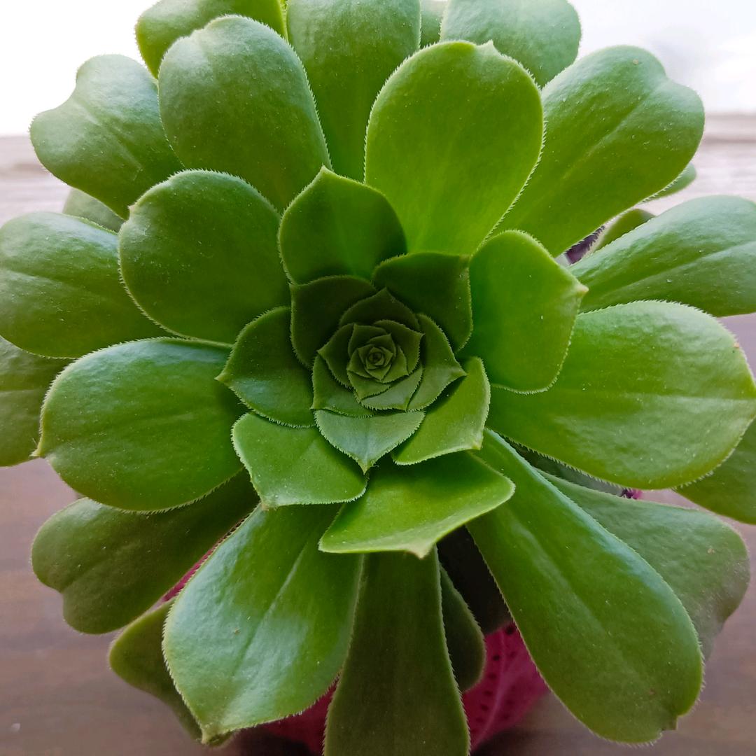 平安喜乐૮₍˶•ᴗ•˶₎ა