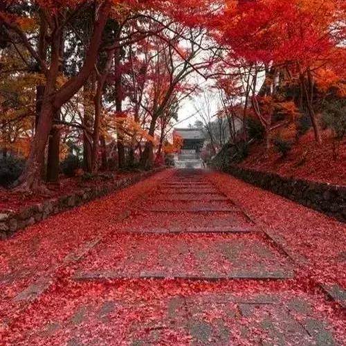 ✨✨老张✨✨❄️