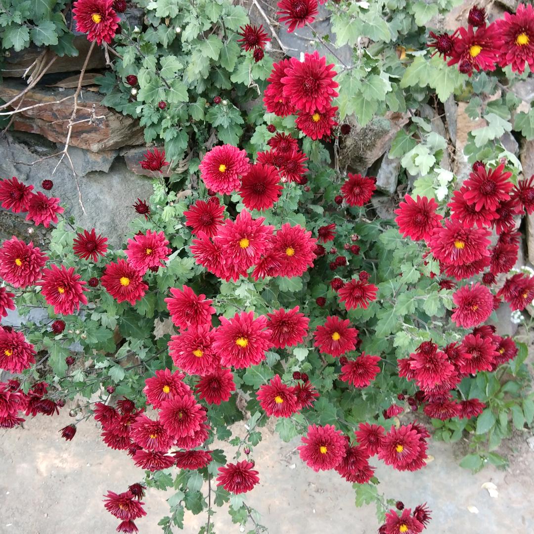 菊花红