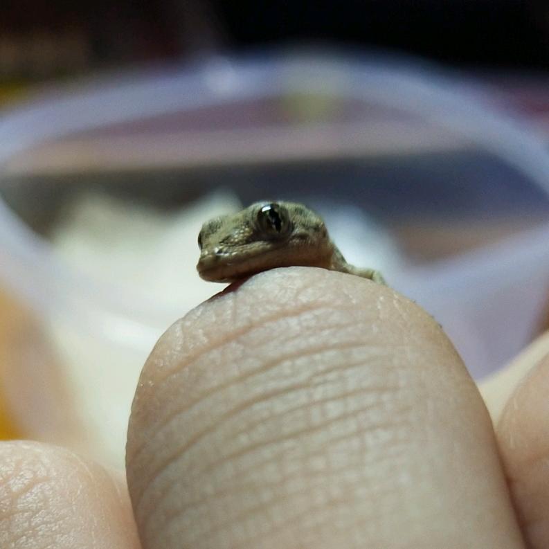 yao是三个土的垚