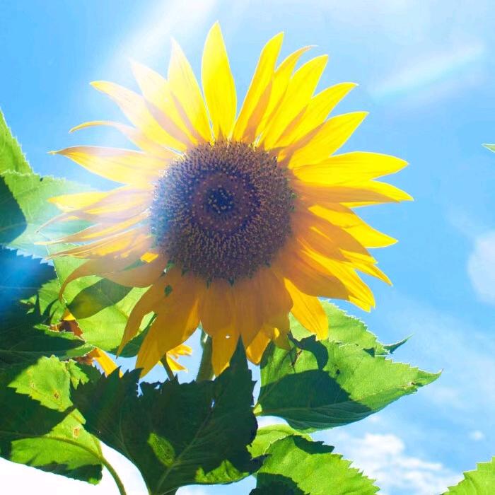 🌻蓝菲妮
