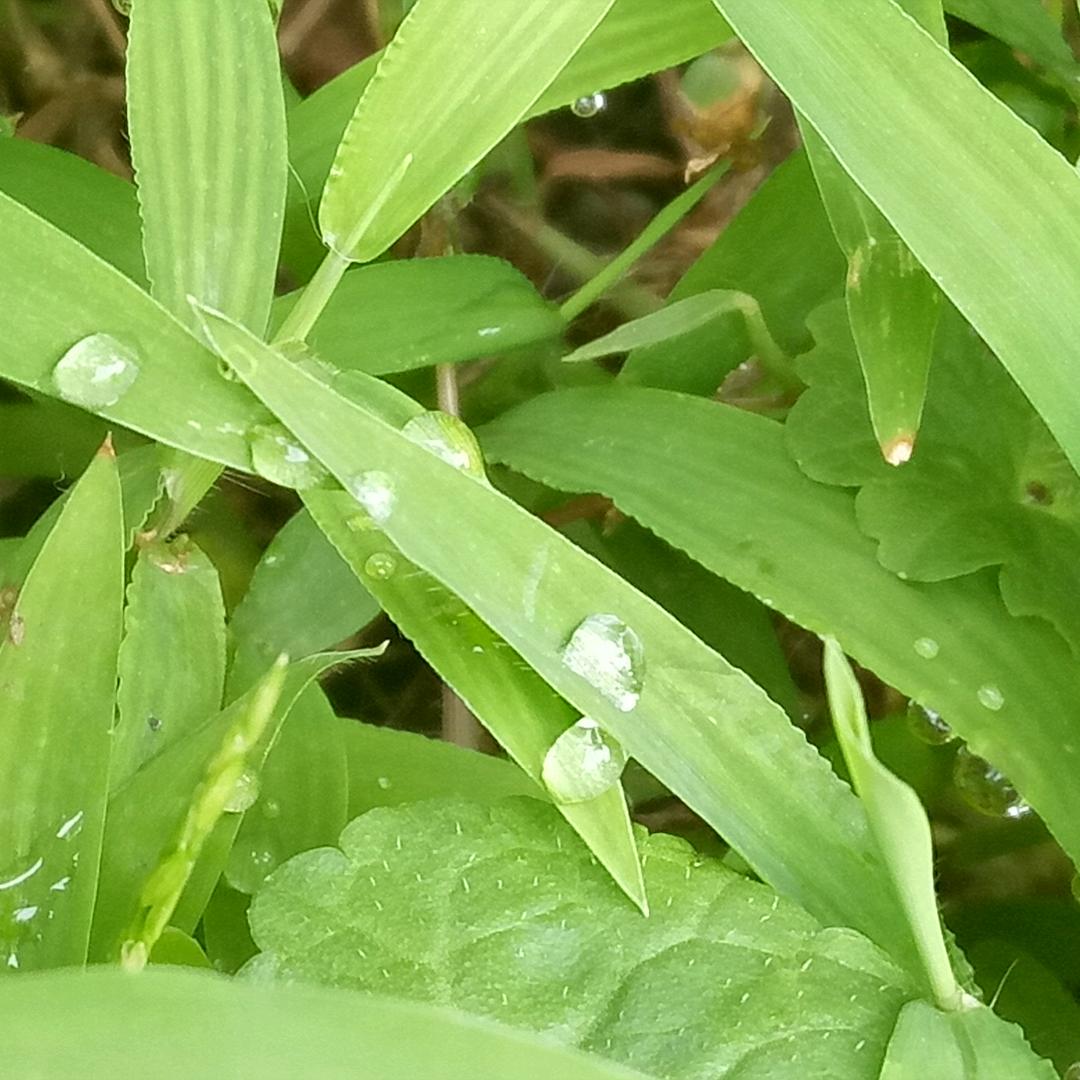 浪漫