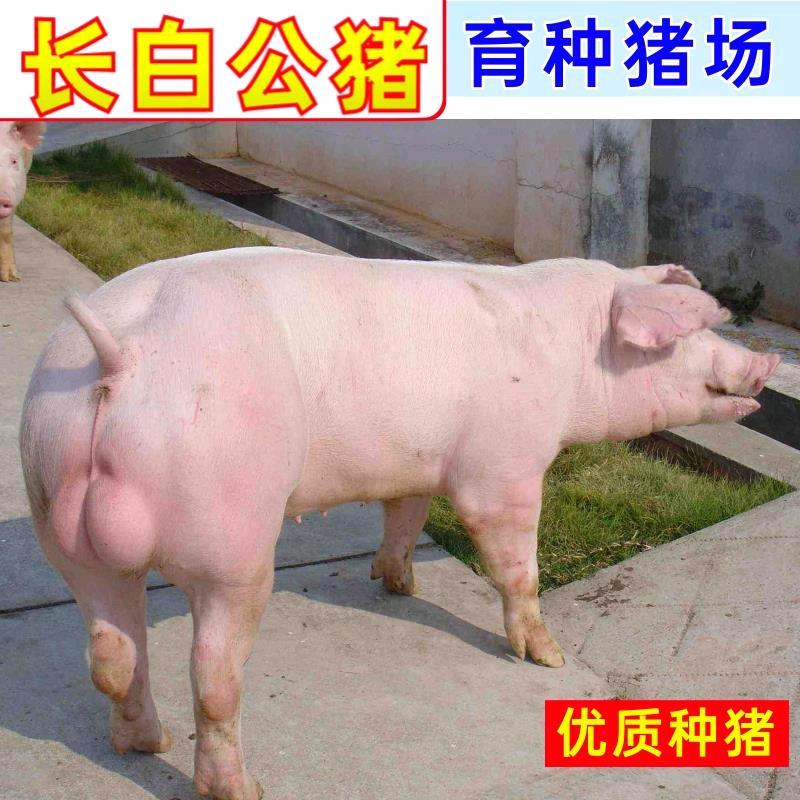 朱姐猪场