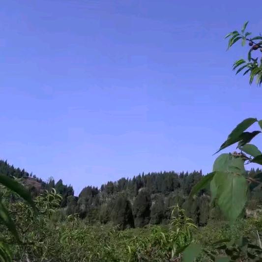 远程